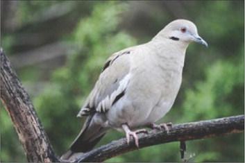 DOVE SEASON There will be an estimated 12.8 million white-winged doves—a record high, and more than 34 million mourning doves—this year. | TEXAS PARK &amp;amp; WILDLIFE DEPT PHOTO