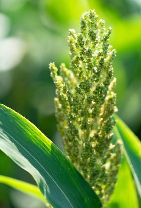 THE SORGHUM CROP is at different stages of growth across Texas, with the Rio Grande Valley ready for harvest and the Panhandle finishing planting. | LAURA MCKENZIE, TEXAS A&amp;amp;M AGRILIFE