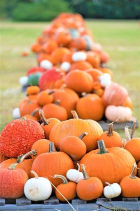 TEXAS PUMPKINS A pumpkin patch in Bryan. | Texas A&amp;amp;M AgriLife photo by Laura McKenzie