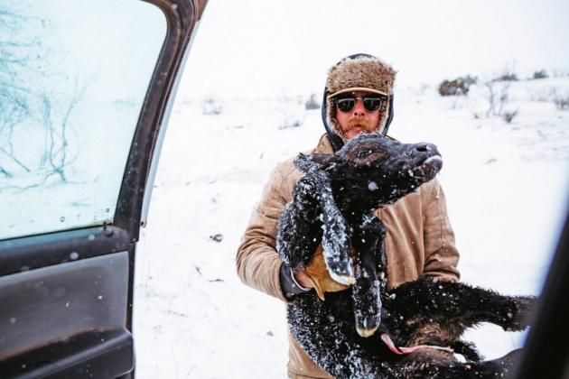 CALF RESCUE Jace Pfenninger rescues another just-born calf in the pasture. Ensuring the new calves survive has been a challenge in brutal winter weather. | SARAH REESE PHOTO