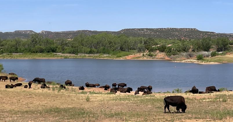 CAPROCK CANYONS STATE PARK, in Quitaque just northeast of Floyd County and with a Trailway extending into the county, is home to the State of Texas bison herd. | HESPERIAN-BEACON