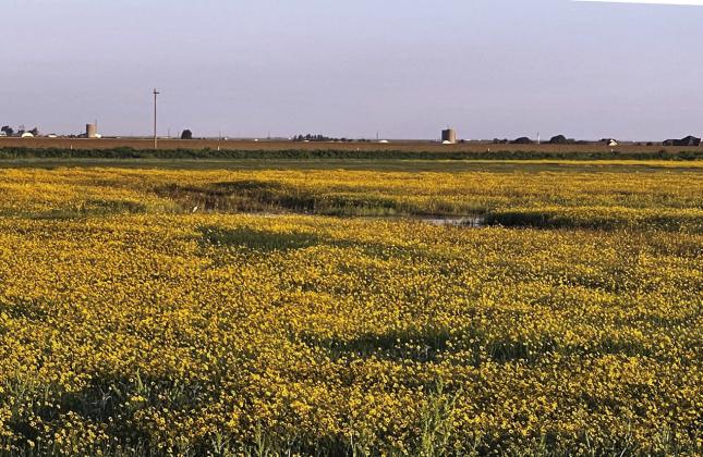 PLAYA FLORA Showy yellow plains coreopsis adorns a moist playa adjacent to the Playa Classroom just south of Nazareth, which will be the site of a playa your in association with the Nazareth German Fest on Saturday, July 8. | COURTESY PHOTO