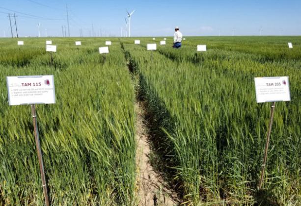 The Small Grains Plot Tour on May 25 will include the Texas A&amp;amp;M AgriLife wheat breeding trials near Bushland. | Texas A&amp;amp;M AgriLife photo by Kay Ledbetter