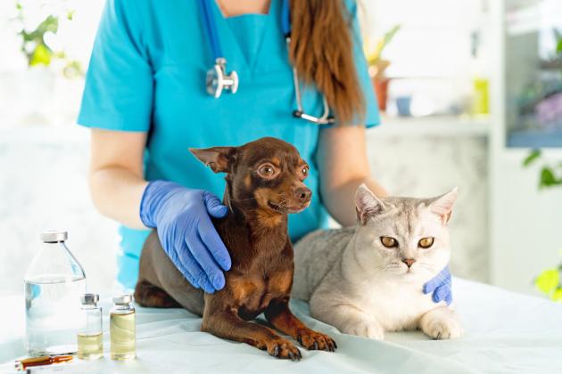 VETERINARY VOLUNTEERS Lacking veterinary offices in Floyd County, Animal Rescue Friends of Floydada organization takes its dogs to Lubbock at least four or five times per week—and needs some help to fix its van to get them there. | iSTOCK PHOTO