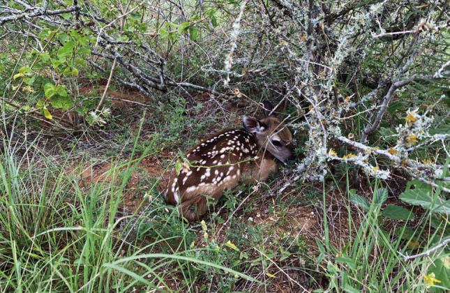 AS FAWNS ARE BORN across Texas, an AgriLife Extension wildlife specialist encourages residents not to interfere with seemingly abandoned ones.