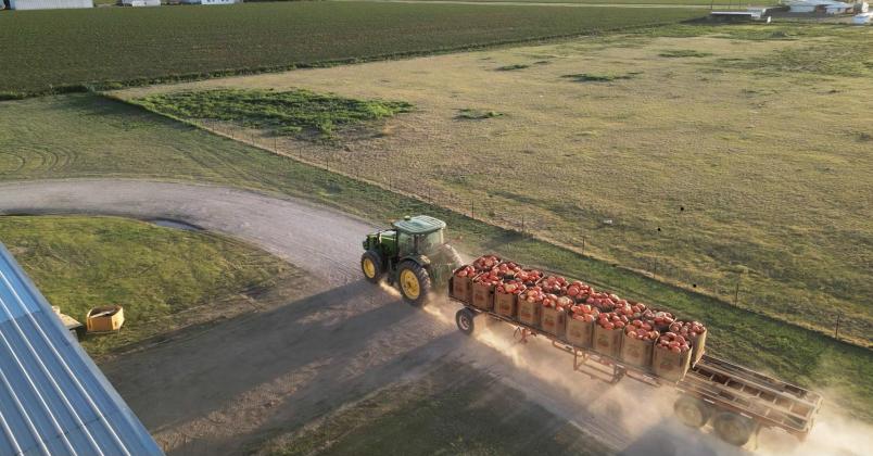 IT’S PUMPKIN HARVEST TIME again in Floyd County, Texas, with pumpkins of all varieties shipping from various locations in the area, 30 trucks a day.This year, Pumpkin Pyle supplied 100,000 pumpkins for the Dallas Arboretum’s autumn celebration—their 14th year of supplying pumpkins to the arboretum. | PHOTOS COURTESY OF PUMPKIN PYLE