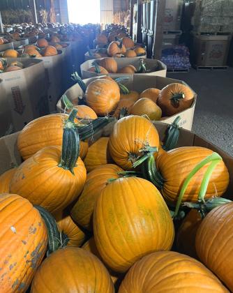 'Pumpkin Capital USA' shows robust harvest this year