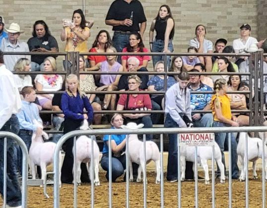STATE FAIR LAMBS