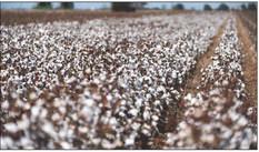 COTTON INSECTS will be one of the topics discussed at the Crop Production and Risk Protection workshop on Dec. 18 for Panhandle and South Plains counties. | LAURA MCKENZIE/TEXAS A&amp;amp;M AGRILIFE PHOTO