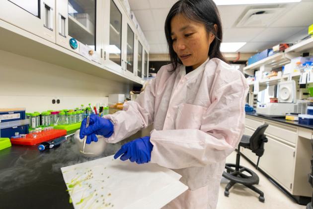 Sakiko Okumoto, Ph.D., associate professor in the Department of Soil and Crop Sciences, works with sorghum seedlings to incorporate nitrogen-saving traits by utilizing the genetic diversity of wild relatives. MICHAEL MILLER /TEXAS A&amp;amp;M AGRILIFE PHOTO