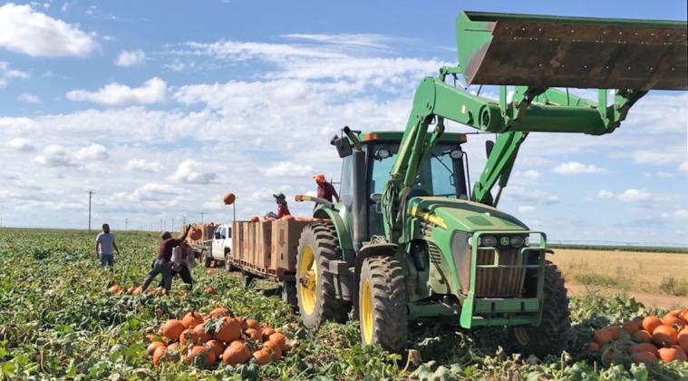 If it’s September, it’s harvest time for one Floyd County crop
