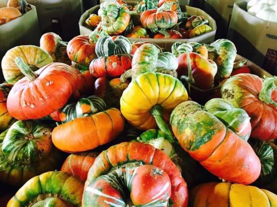 If it’s September, it’s harvest time for one Floyd County crop