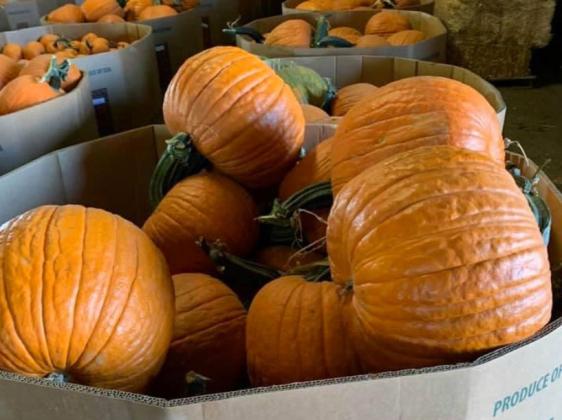 If it’s September, it’s harvest time for one Floyd County crop