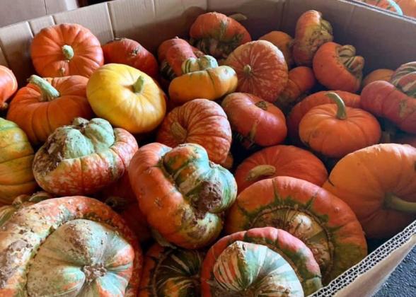 If it’s September, it’s harvest time for one Floyd County crop