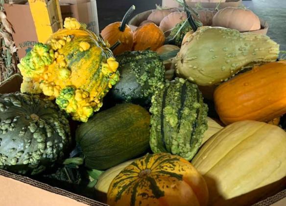 If it’s September, it’s harvest time for one Floyd County crop