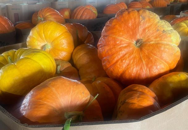 If it’s September, it’s harvest time for one Floyd County crop