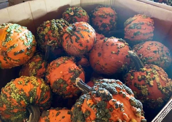 If it’s September, it’s harvest time for one Floyd County crop