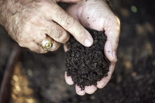 To get soil testing done, visit the Texas A&amp;amp;M AgriLife Extension Soil, Water and Forage Testing Laboratory or contact your local AgriLife Extension office to inquire about it. | TEXAS A&amp;amp;M AGRILIFE PHOTO BY LAURA MCKENZIE