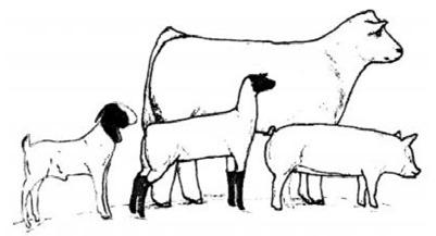 Floyd County Stock Show 2024