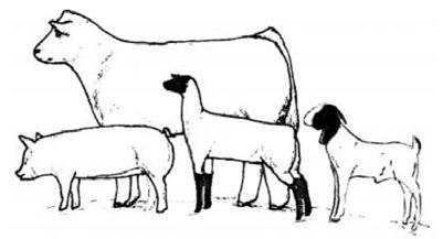 Floyd County Stock Show 2024