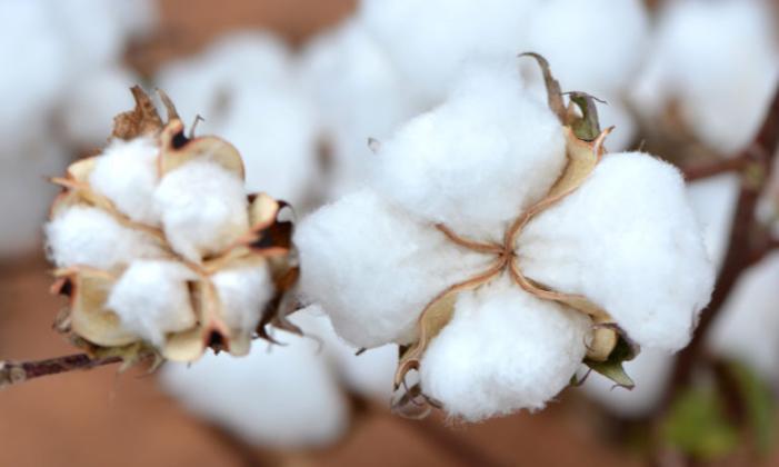 Crop production, protection seminar set Dec. 20 in Panhandle, South Plains