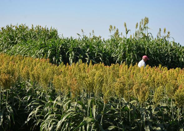SORGHUM SAVVY The Texas A&amp;amp;M AgriLife High Plains Research and Extension Center at Canyon will host the annual Forage Sorghum Plot Tour from 9-11 a.m. on Aug. 25 at the AgriLife Research