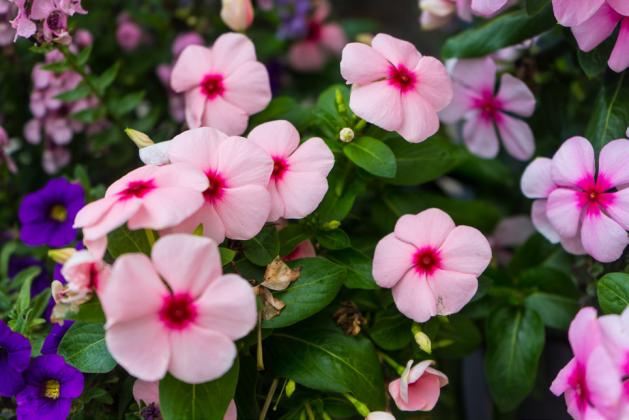 FLOWER OF THE YEAR The National Garden Bureau named the Impatiens the 2026 annual Flower of the Year. | ELISE MAY, iSTOCK PHOTO