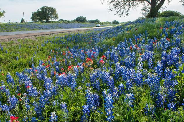 BLUE HIGHWAYS As early as the 1930s the Texas Highway Department ensured wildflowers would be part of right-of-way landscaping. | TxDOT