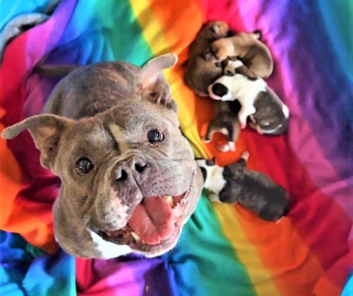 Floydada city manager considering town hall to address dog ordinance