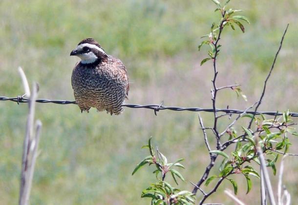 Matador Wildlife Refuge reports quail count worse than 2011