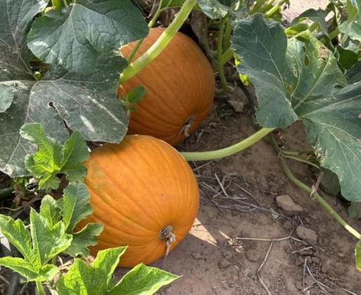 ALMOSTTIME The pumpkin harvest will be here before you know it, and pumpkins are looking good in Floyd County. | COURTESY PHOTO