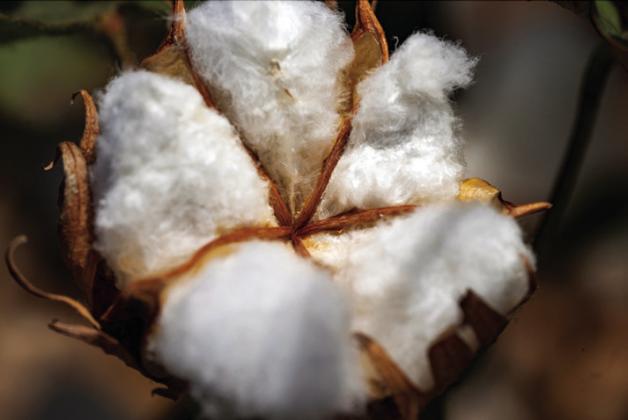 WEATHER EFFECTS will likely make cotton prices volatile until the market has a good estimate of how many cotton bales will be produced. | TEXAS A&amp;amp;M AGRILIFE PHOTO