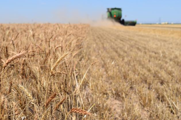 Make plans to attend the 2022 Texas Wheat Symposium