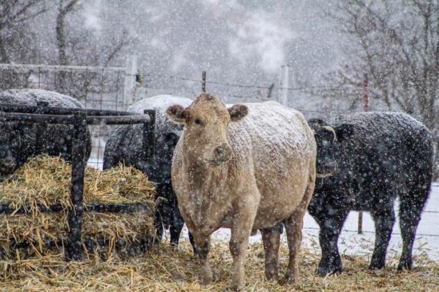 FLOYD HANDLES FERN Floyd County weathered the worst storm since Uri earlier this week. School and business closings and delays kept the communities safe and warm. | COURTESY PHOTO