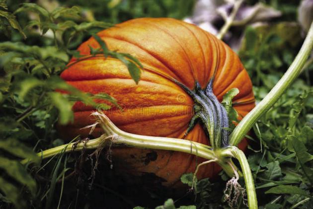 Floyd County Extension’s Pumpkin Growing Contest off to great start; photos requested