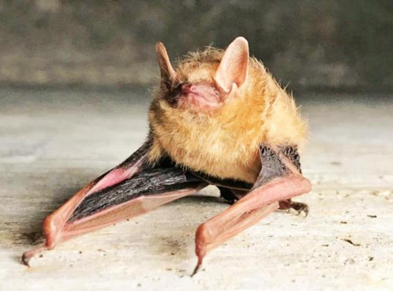 Texas bats to emerge soon