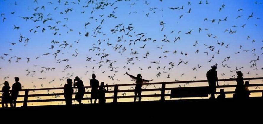 THE TRI-COLORED BAT is among the 33 species found in Texas. They historically ranged in the eastern half of the state but have been reported as far west as Lubbock County. | TEXAS A&amp;amp;M AGRILIFE RESEARCH PHOTOS