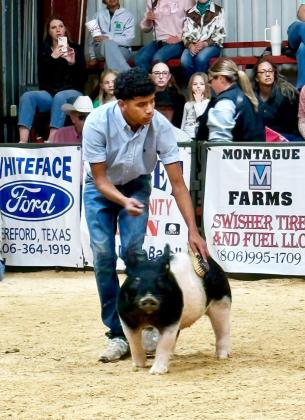 AG HONORS Congratulations go to Armando Chavarria III on placing first at the Russel Johnson Memorial Swine Jackpot with his cross gilt in an all-barrow class and for placing with both of his berks. | FLOYDADA CISD PHOTO