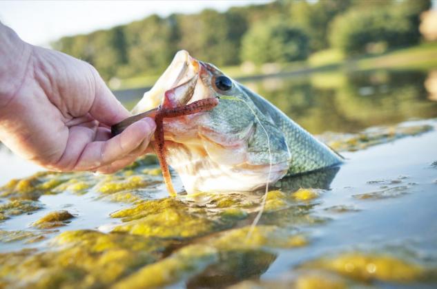Pond and fish management