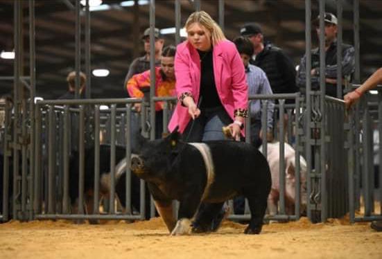 SPOTLIGHT ON FLOYD COUNTY FFA AT MAJOR LIVESTOCK SHOWS