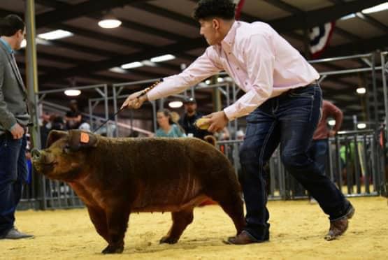 SPOTLIGHT ON FLOYD COUNTY FFA AT MAJOR LIVESTOCK SHOWS