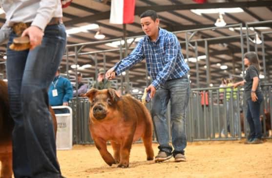SPOTLIGHT ON FLOYD COUNTY FFA AT MAJOR LIVESTOCK SHOWS
