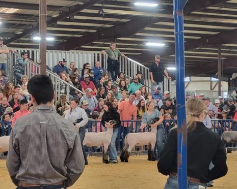 SPOTLIGHT ON FLOYD COUNTY FFA AT MAJOR LIVESTOCK SHOWS