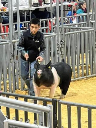 SPOTLIGHT ON FLOYD COUNTY FFA AT MAJOR LIVESTOCK SHOWS