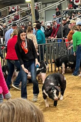 SPOTLIGHT ON FLOYD COUNTY FFA AT MAJOR LIVESTOCK SHOWS