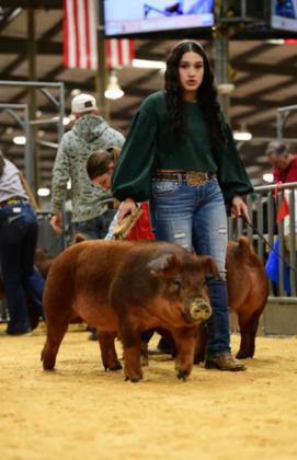 SPOTLIGHT ON FLOYD COUNTY FFA AT MAJOR LIVESTOCK SHOWS