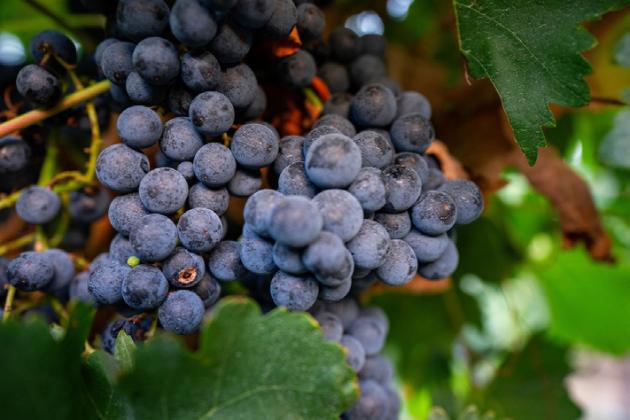 Prospective grape growers workshop will be held June 8 in Lubbock