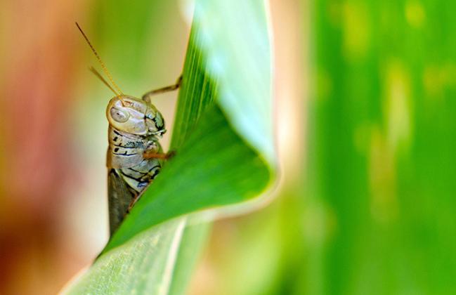TURFTOPICS Themanagement of lawn and ornamental insect pests, such as grasshoppers, will be one of the topics covered during the annual Right-of-Way and Ornamental and Turf Conference held on Jan. 25 in Amarillo. |TEXAS A&amp;amp;M AGRILIFE PHOTO BY LAURA MCKENZIE
