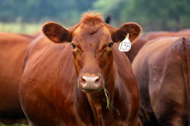COMBATING SCREWWORM A Field Guide for Beef Cattle Producers is now available through Texas A&amp;M AgriLife Extension Service to walk operations through the detection, reporting, collection, submission, treatment and prevention process. HANNAH HARRISON, TEXAS A&amp;M AGRILIFE PHOTO