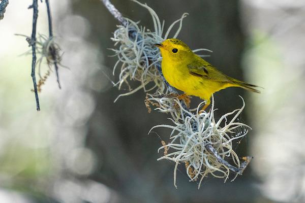 MIGRATORY BIRD HABITAT - Texas A&amp;amp;M AgriLife Extension Service will present the “Stop and Stay Awhile: Building Habitat to Benefit Migratory Birds” webinar on July 11 from noon to 1 p.m. | Michael Miller/Texas A&amp;amp;M AgriLife
